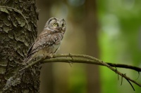 Syc rousny - Aegolius funereus - Boreal Owl 6122
